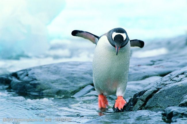 支棱着翅膀的可爱企鹅摄影高清图片