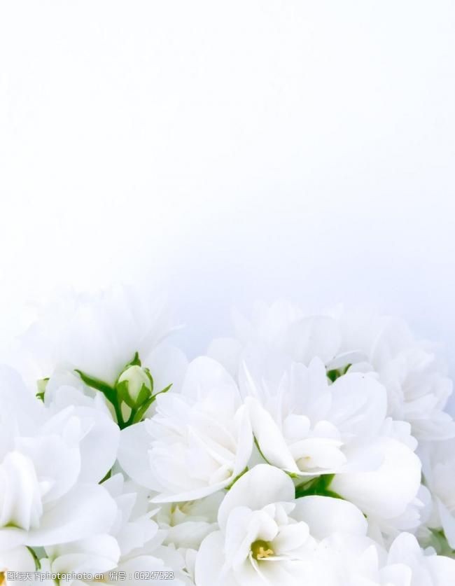 婚纱模板模板下载白色百合花图片