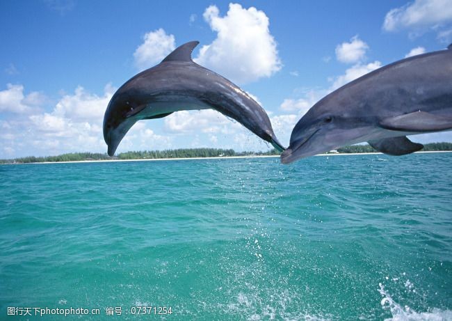 海豚免费下载海豚跳跃