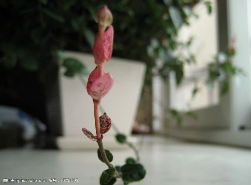 小阳台藤蔓类植物图片