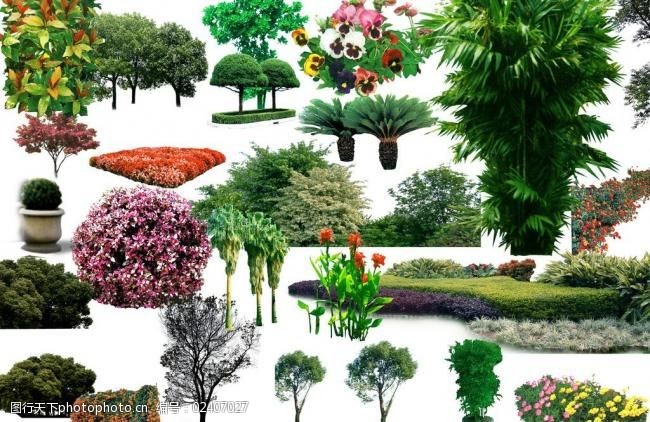 树之大集合植物素材图片