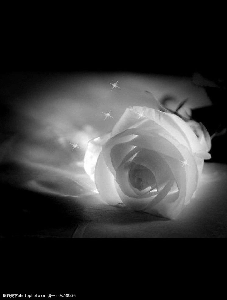 swf黑暗中的玫瑰