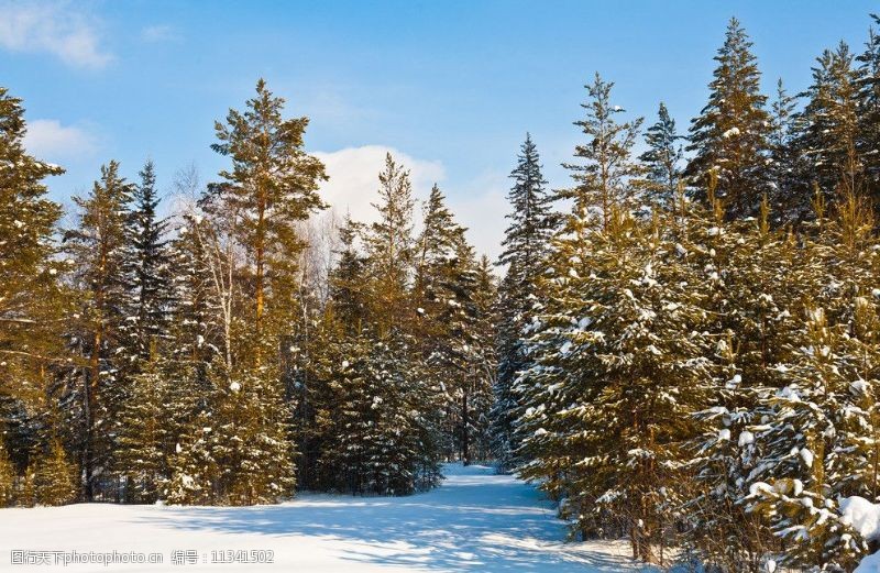 旷野冬天松树树林高清摄影图片